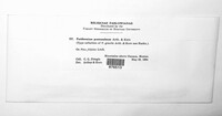 Image of Peridermium guatemalense